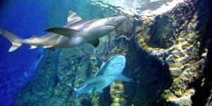 divers