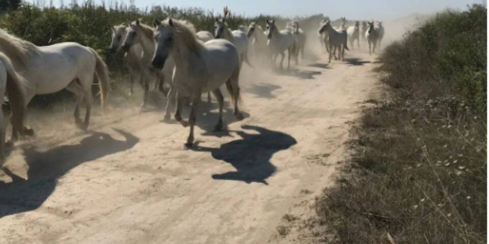 Camargue Loisirs Aventures
