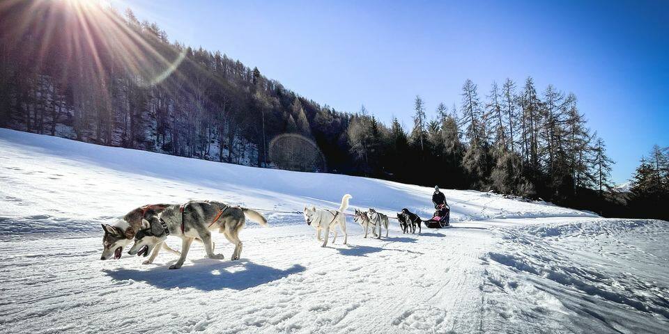Chiens de traîneau - Serre Chevalier Briançon