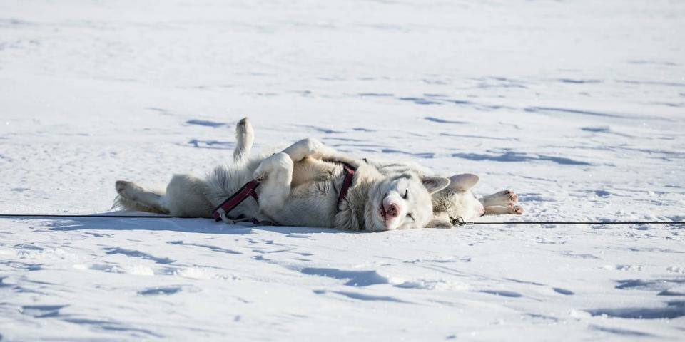 Chiens de traîneau - Serre Chevalier Briançon