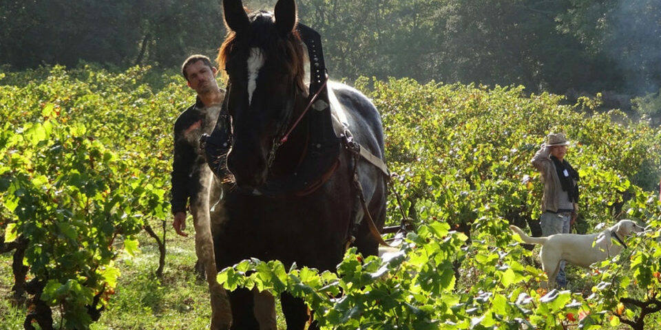 Domaine de Gressac — divers