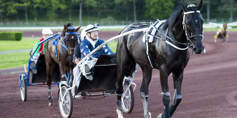 Initiation au trot attelé