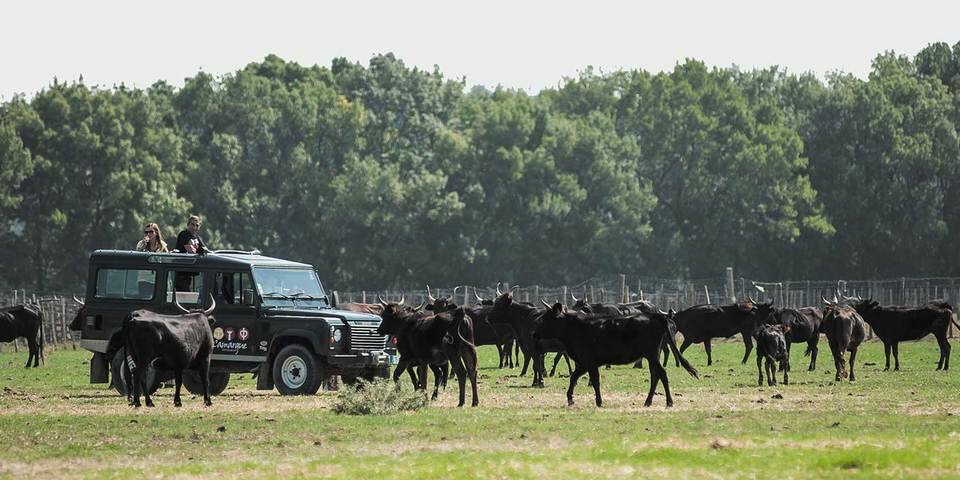 La Camargue autrement en 4X4 ou en vélo électrique
