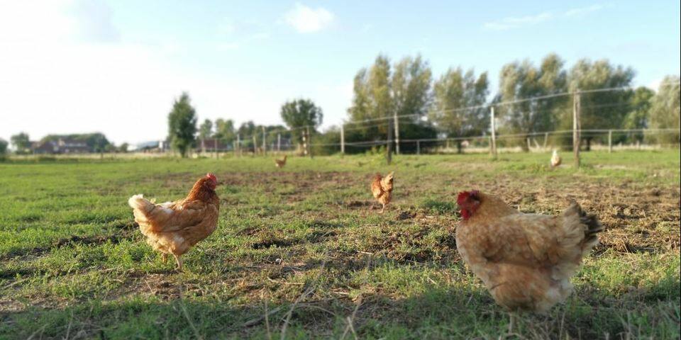 La Ferme D'Anaïs