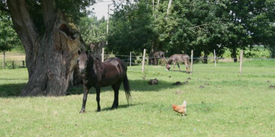 La Ferme D'Anaïs