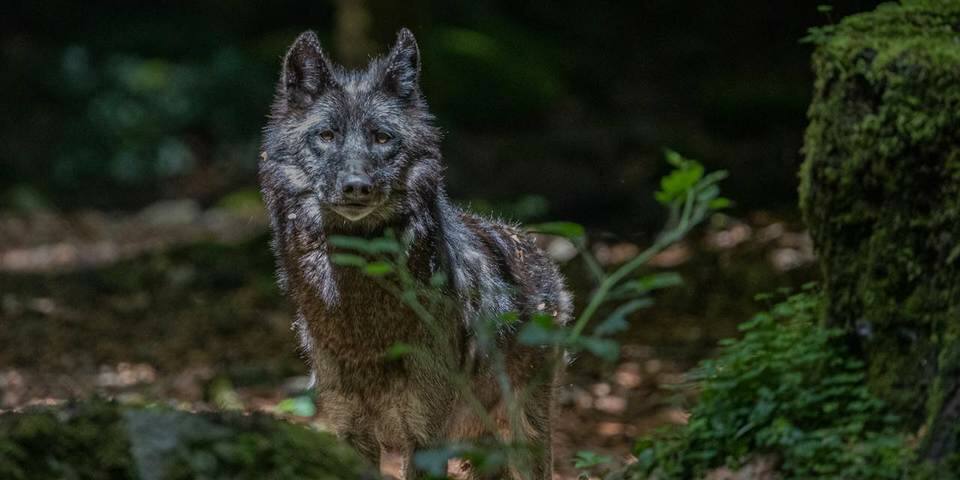 La Maison des Loups