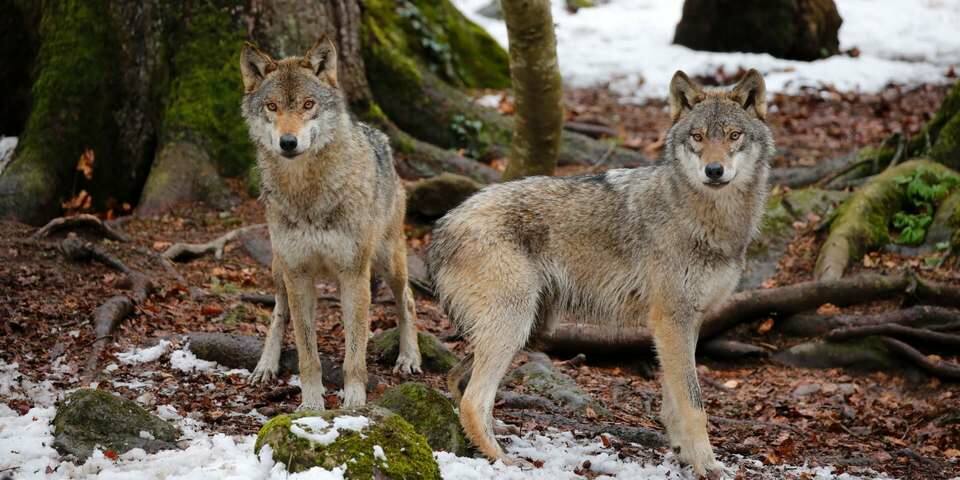 La Maison des Loups