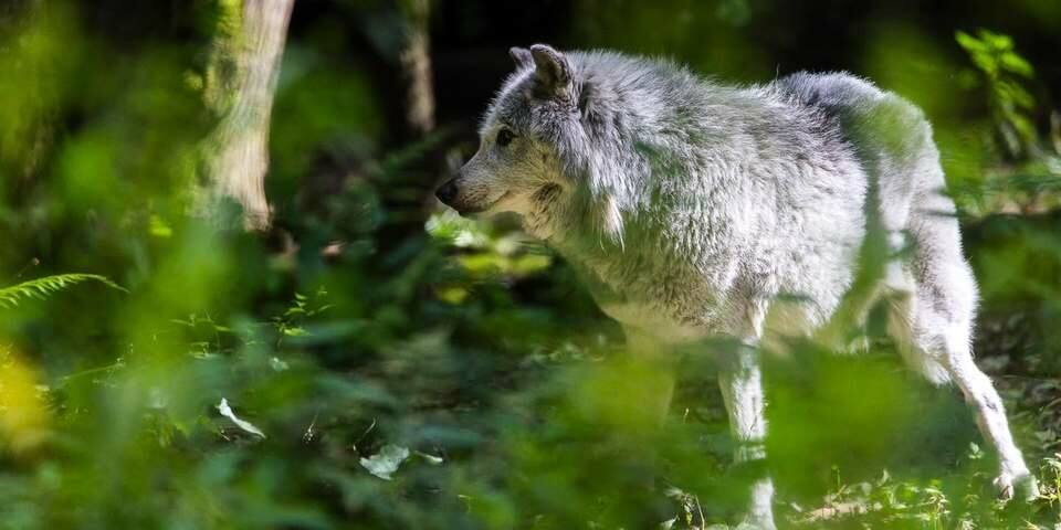La Maison des Loups