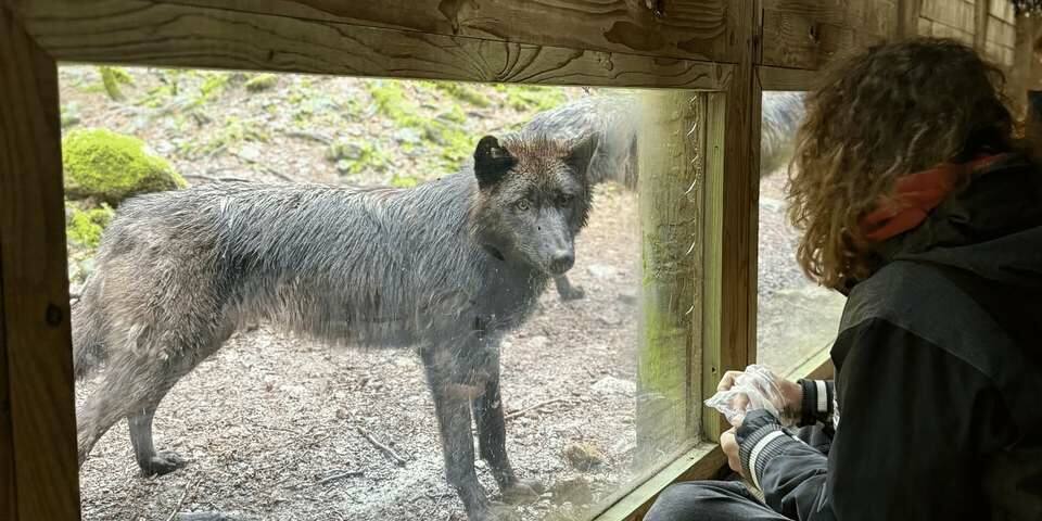 La Maison des Loups
