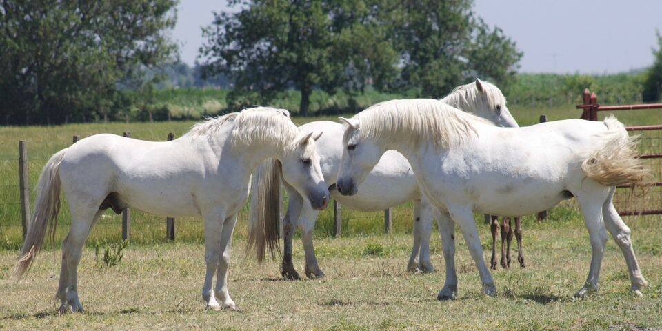Manade Fernay - Mas des Jasses de la Ville - Arles Camargue