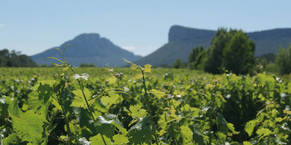 Mas de l'Oncle - Pic Saint Loup — divers