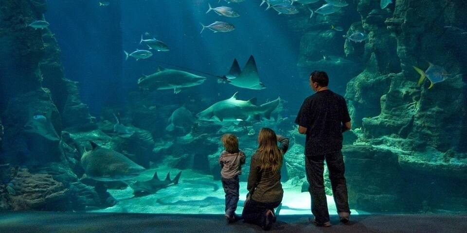 Planet Ocean Montpellier — divers