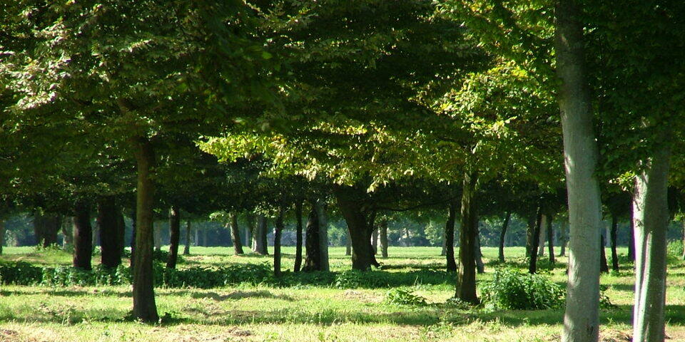 Rallye la Forêt Comestible - RSE