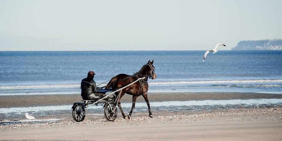 Trot attelé en sulky biplace
