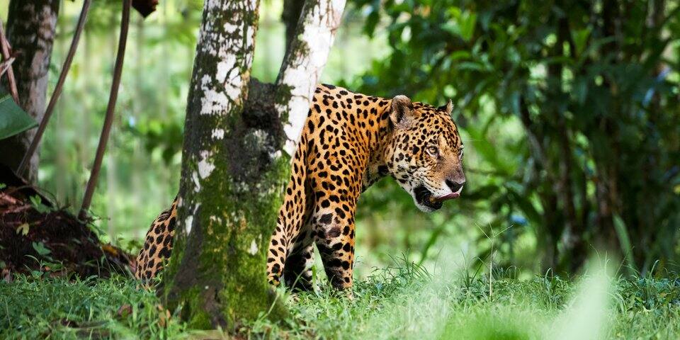 Zoo-refuge de Guyane