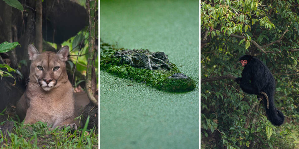 Zoo-refuge de Guyane