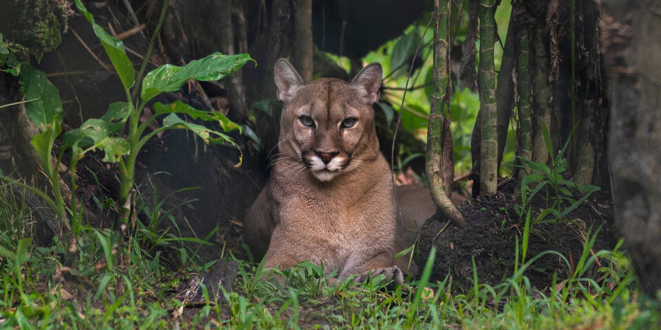 Zoo-refuge de Guyane